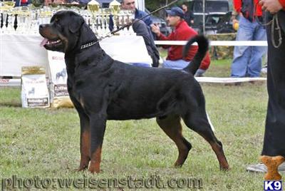 Rottweiler Puppies for Sale